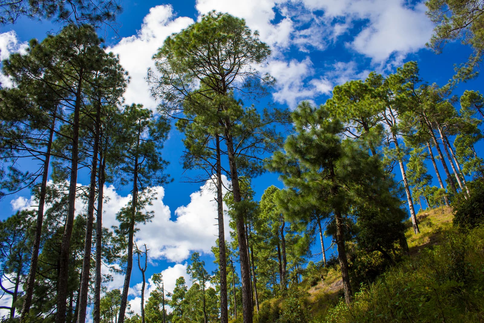 Forest trees at Binsar, Uttarakhand. Photo: Supratik Deshmukh / Unsplash